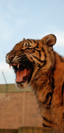 Sumatran Cub